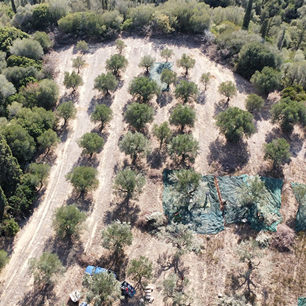 Panoramablick auf grüne Olivenhaine in Südwest-Peloponnes
