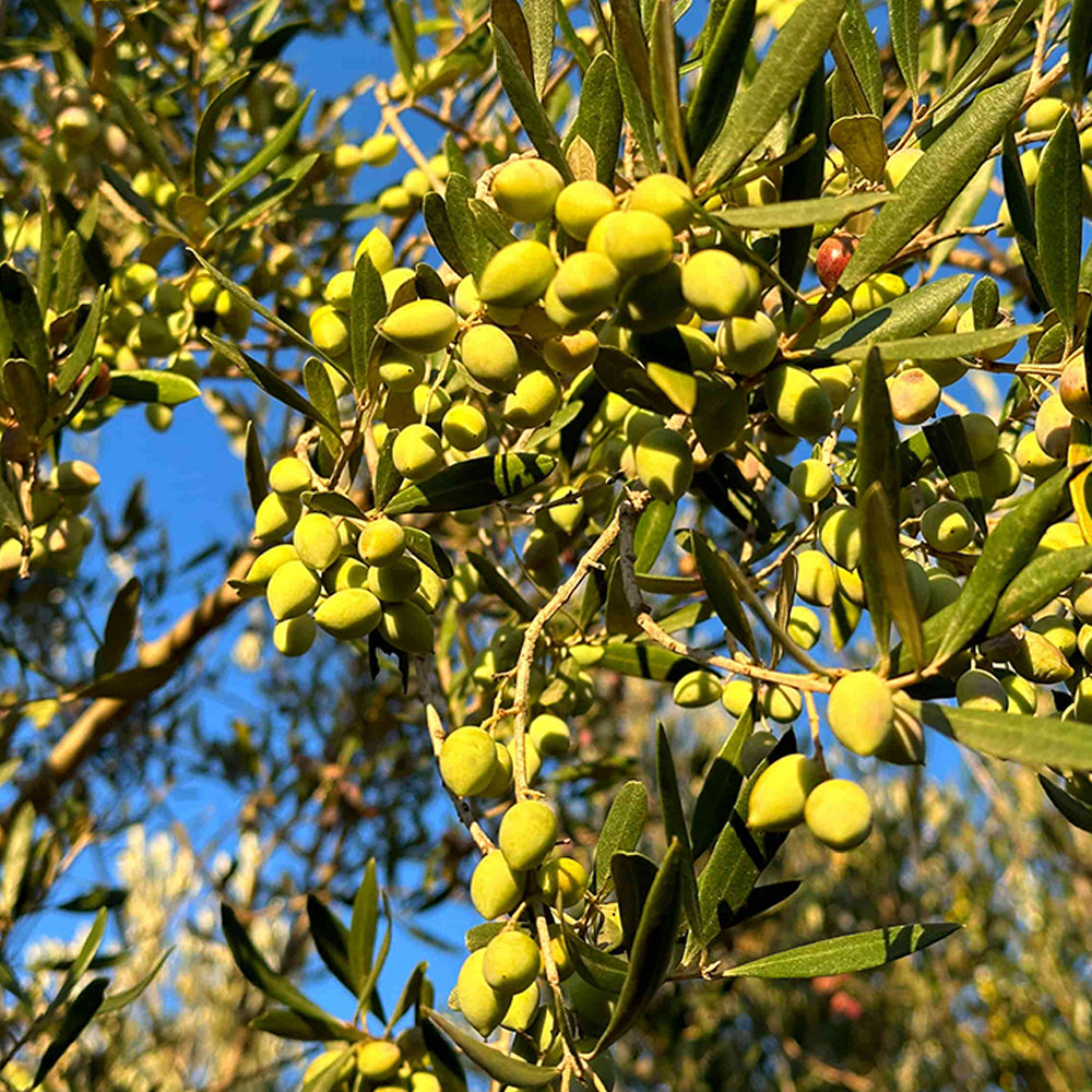 Nahaufnahme von leuchtend grünen Koroneiki-Oliven am Baum