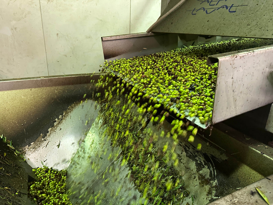 Sarmakinas Erte, die Oliven kommen in die Waschung