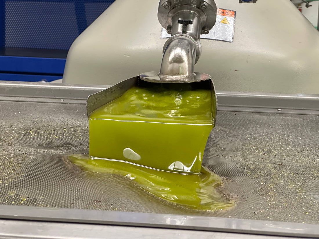 Unser frisch gepresstes Sarmakinas Olivenöl, direkt aus der Presse, durch den Filter