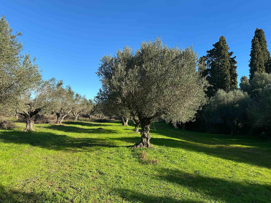 Unsere Haine im November, sonnig, grün und strahlend