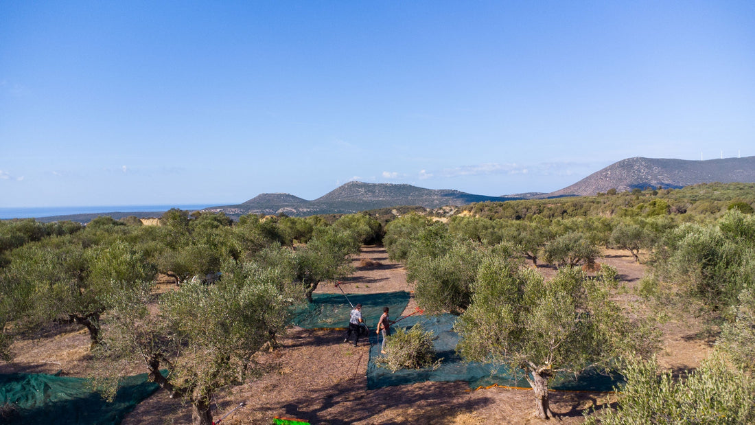 Was bedeutet PDO Kalamata – und warum AGROCERT wichtig ist