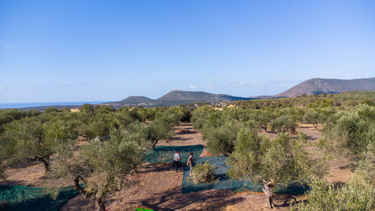Was bedeutet PDO Kalamata – und warum AGROCERT wichtig ist