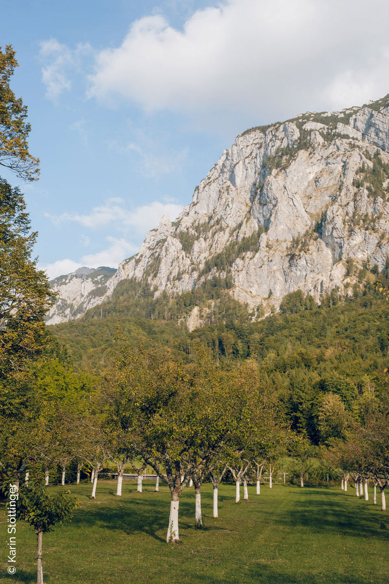Sarmakinas beim Female Chefs Table am Attersee: Obstbäume mit weißen Stämmen vor Felswand