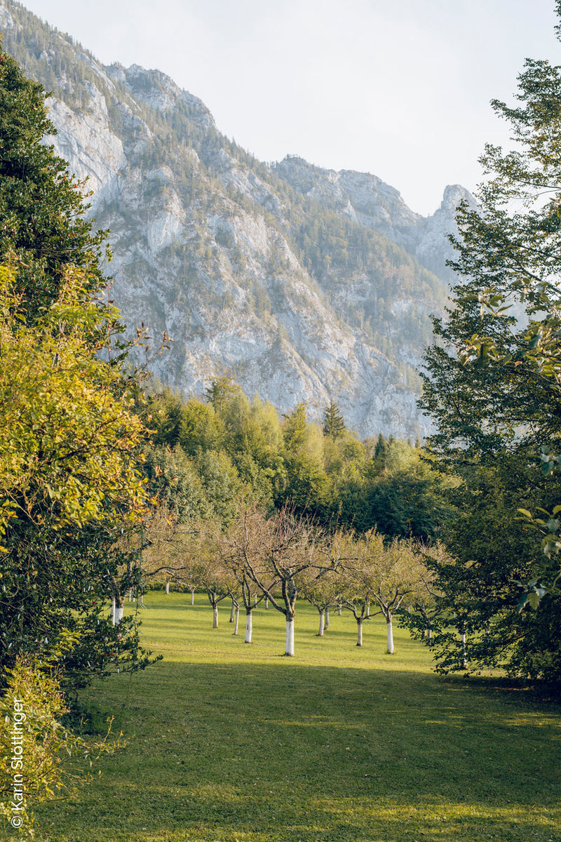 Sarmakinas beim Female Chefs Table am Attersee: Obstwiese mit weiß gestrichenen Stämmen vor Felswand