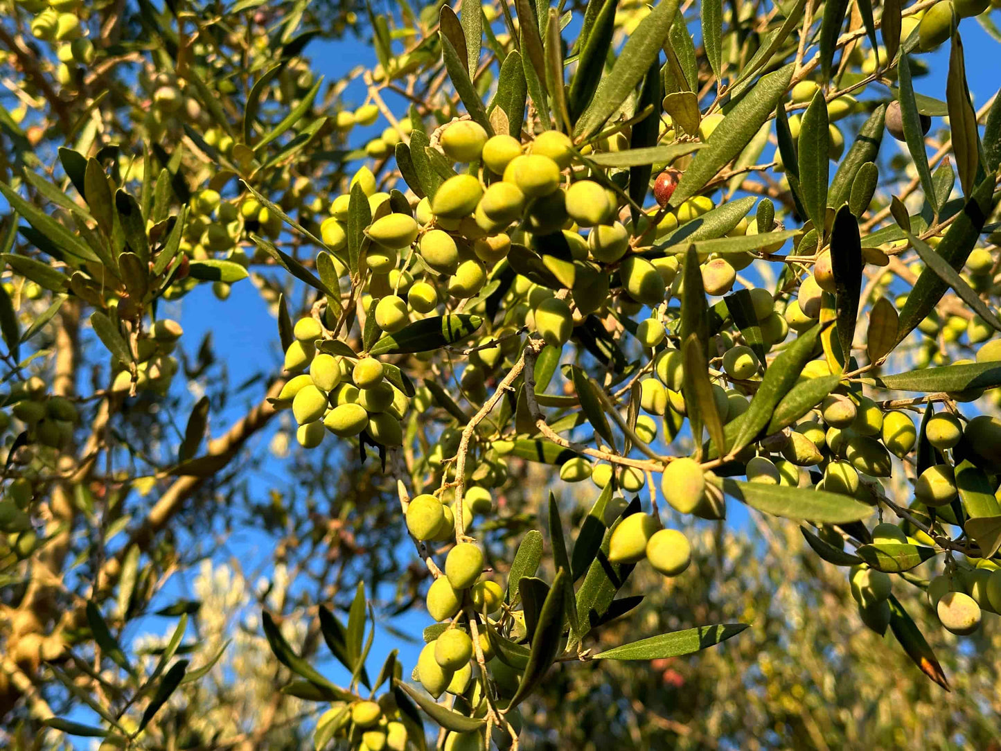 Nahaufnahme grüner Koroneiki-Oliven an den Ästen im Morgentau